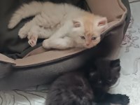 Çikolata Ve Karamel Persian