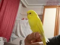 Yavru ve yetişkin muhabbet kuşu