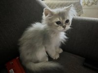 3 aylık british longhair erkek yavru