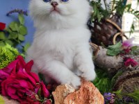 Full şecereli british longhair yavrular