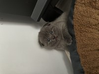 2 aylık yavru scottish fold kediler