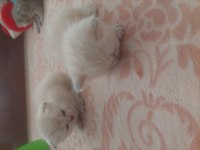 British shorthair 0-3 aylık