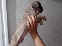 FRENCH BULLDOG KÖPEĞİMİZ