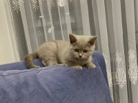 5 aylık british shorthair erkek