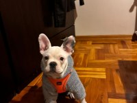 Eğitimli aşılı french bulldog