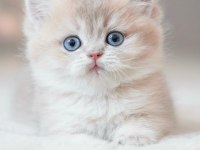 Bulunmaz Rengiyle BY Golden British Shorthair 