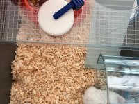 Speedy gonzales hamsterlar