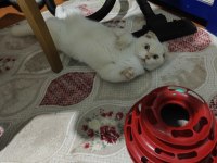 Scottish fold kedimiz