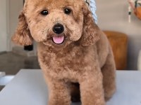 Eş ilanı köpeğimiz için