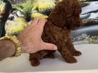 Çok Tatlı Orijinal Toy Poodle Yavrusu