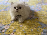 Silver point british longhair