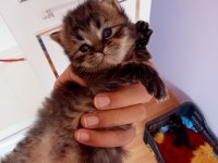 British blue point yavru kedimiz