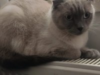 KEDİMİZ DUMAN YENİ SAHİBİNİ BEKLİYOR