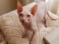 4 Aylık Erkek Safkan Sphynx
