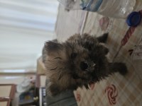 Ukraynalı anneden 2 aylık pomeranian