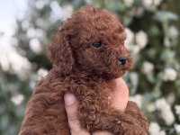 Ruhsatlı Köpek Çiftlinden Red Poodle Yavrular