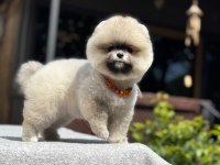 Yavru Pomeranian Boo Köpekler
