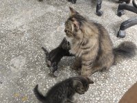 Kırma iran kedisi yavrusu