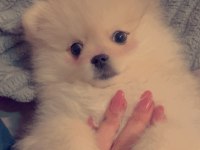 Sevimli ayı surat Pomeranian boo