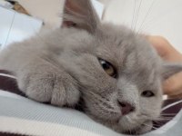 Safkan British Shorthair Erkek Yavru Aşıları Tam