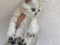 British shorthair
