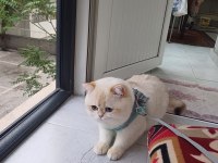 Sevimli kedicik bal