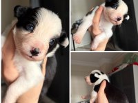 Meşhur Cash in torununun border collie yavruları