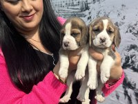 Sağlık ve ırk garantili beagle yavrularım