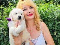 Golden Retriever Yavrularımız Evinizin Neşesi Olacaktır
