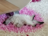 2.5 aylık dişi british shorthair kedisi