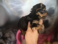 Yorkshire Terrier Bebekler