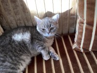 British shorthair Miya kendine yuva arıyor