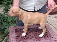 Pointer yavru köpekler