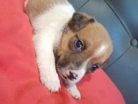 Erkek Jack Russell Maske filmindeki yavru çok tatlı