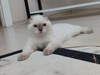 Veteriner kontrollü Aşısı tam