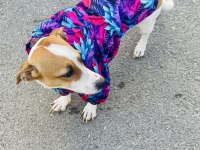 JACK RUSSELL 2 Yaşında DİŞİ