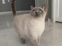 British shorthair Blue point