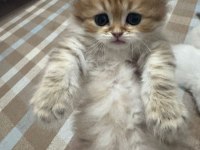 1 aylik british longhair bebik kedimize yuva arıyoruz.