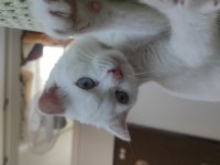 Beyaz mavi gözlü scottish fold kedimi sahiplendiriyorum
