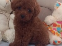 Pafuduk pafuduk poodle yavrular sizleri bekliyor