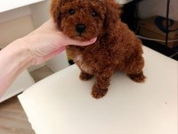 Toy Poodle Kore Kan Yavrular