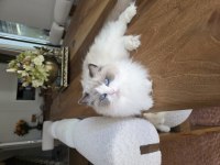 Ragdoll Yavru Kediler