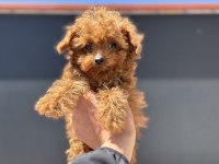 4 aylık tiny kore poodle 700 gr petmo den