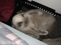 Scottish Fold Blue Point Kedisi