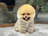 Çocuklarla Anlaşan Ayı Surat Pomeranian Yavrularımız