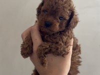 Red brown toy poodle