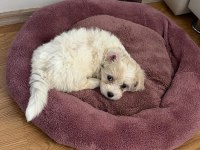 Maltipoo Yavru
