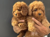 Ankarada Show kalite kore toy poodle yavrularımız