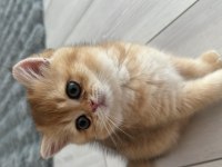 65 Günlük British Shorthair Golden Yavrusu