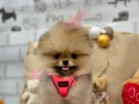 BİBLO POMERANİAN BOO YAVRULARIMIZ